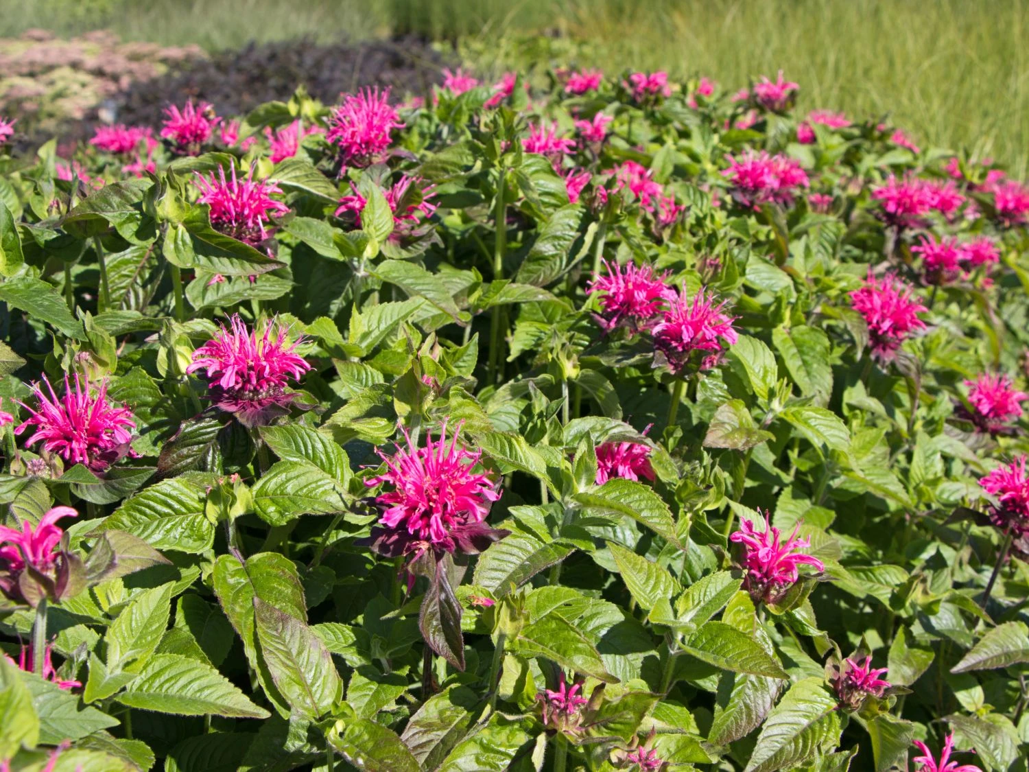 Indianernessel 'Pink Lace' 3 Indianernessel 'Pink Lace' – Bild 3