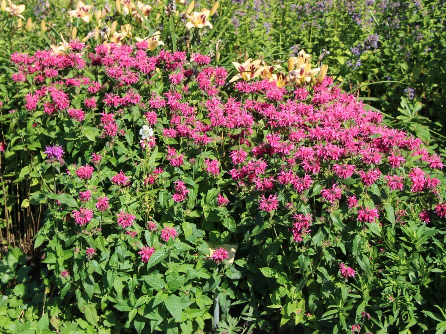 Indianernessel 'Pink Lace' 9 Indianernessel 'Pink Lace' – Bild 9