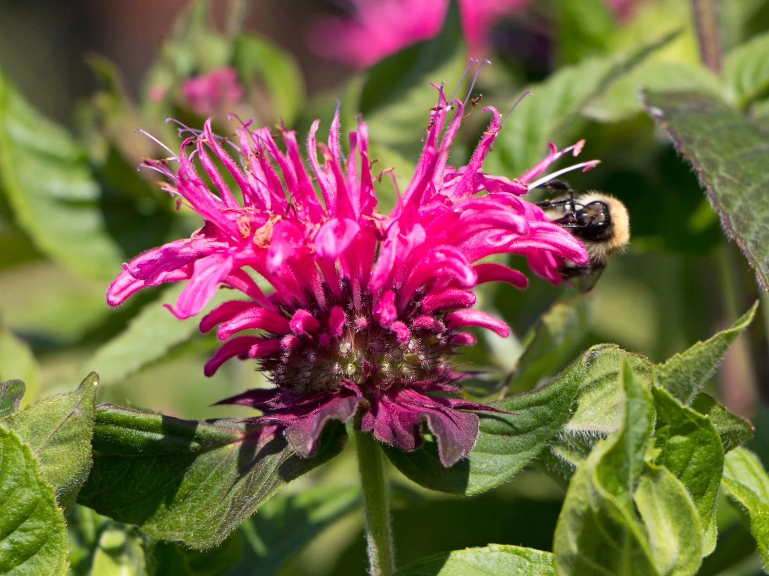 Indianernessel 'Pink Lace' 8 Indianernessel 'Pink Lace' – Bild 8