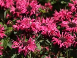 Indianernessel 'Pink Lace' 13 Indianernessel 'Pink Lace' -Edelrosen Geschaft indianernessel pink lace m059607 w 3