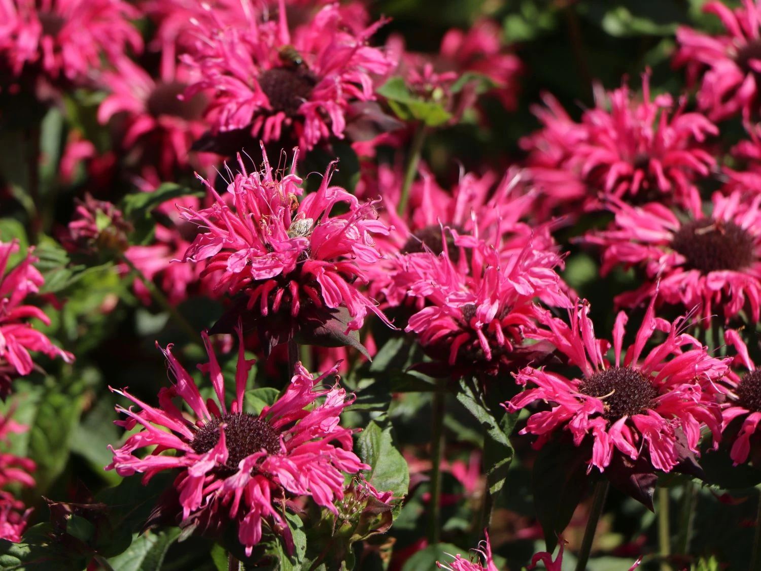 Indianernessel 'Pink Lace' 4 Indianernessel 'Pink Lace' – Bild 4