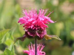 Indianernessel 'Pink Lace' 19 Indianernessel 'Pink Lace' -Edelrosen Geschaft indianernessel pink lace m059607 w 5