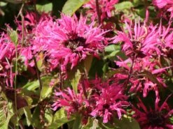 Indianernessel 'Pink Lace' 16 Indianernessel 'Pink Lace' -Edelrosen Geschaft indianernessel pink lace m059607 w 6