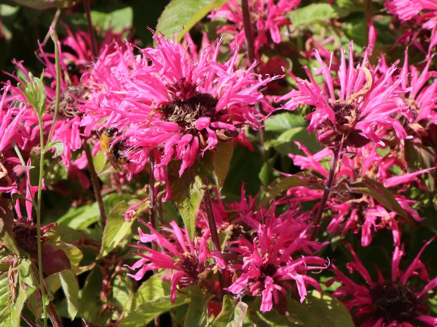 Indianernessel 'Pink Lace' 7 Indianernessel 'Pink Lace' – Bild 7