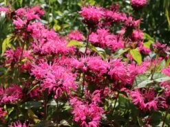 Indianernessel 'Pink Lace' 15 Indianernessel 'Pink Lace' -Edelrosen Geschaft indianernessel pink lace m059607 w 7