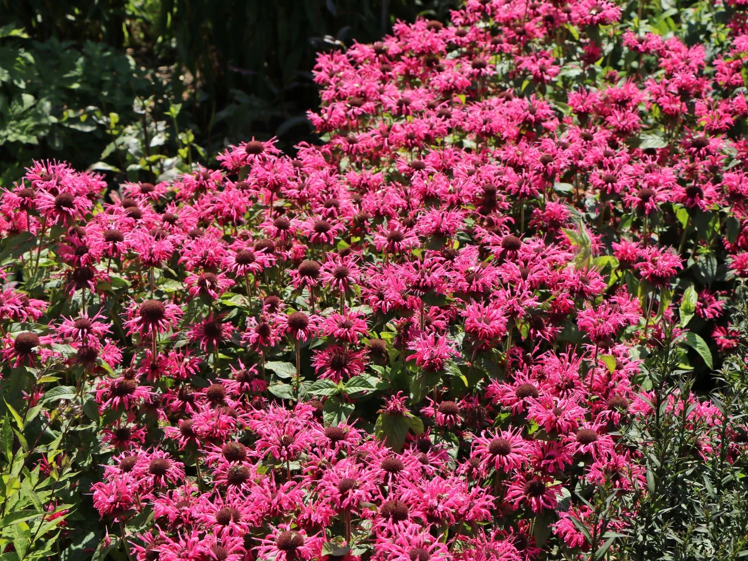 Indianernessel 'Pink Lace' 2 Indianernessel 'Pink Lace' – Bild 2