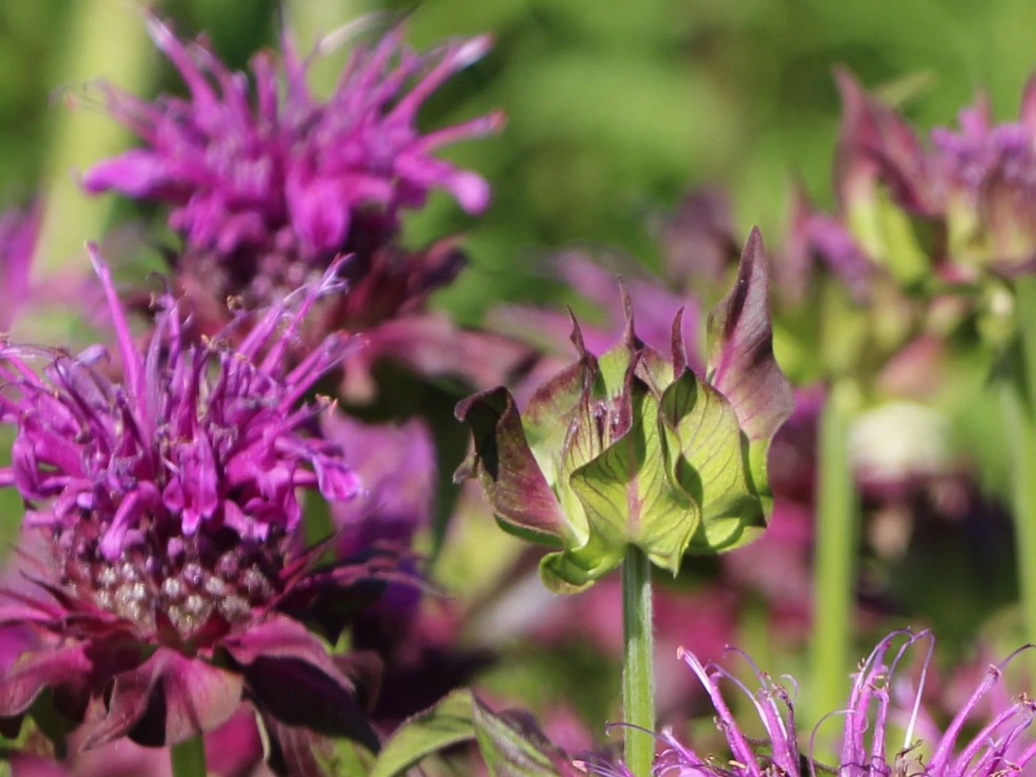 Indianernessel 'Scorpion' 2 Indianernessel 'Scorpion' – Bild 2