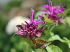 Indianernessel 'Scorpion' 10 Indianernessel 'Scorpion' -Edelrosen Geschaft indianernessel scorpion m059630 w 2