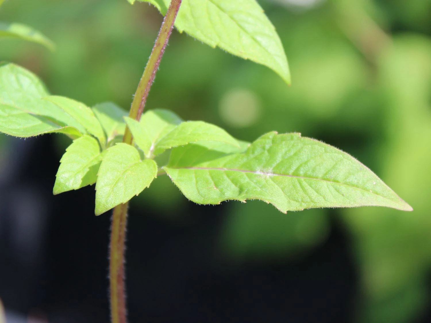 Indianernessel 'Scorpion' 4 Indianernessel 'Scorpion' – Bild 4