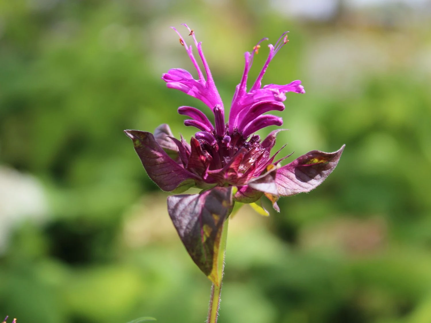 Indianernessel 'Scorpion' 6 Indianernessel 'Scorpion' – Bild 6