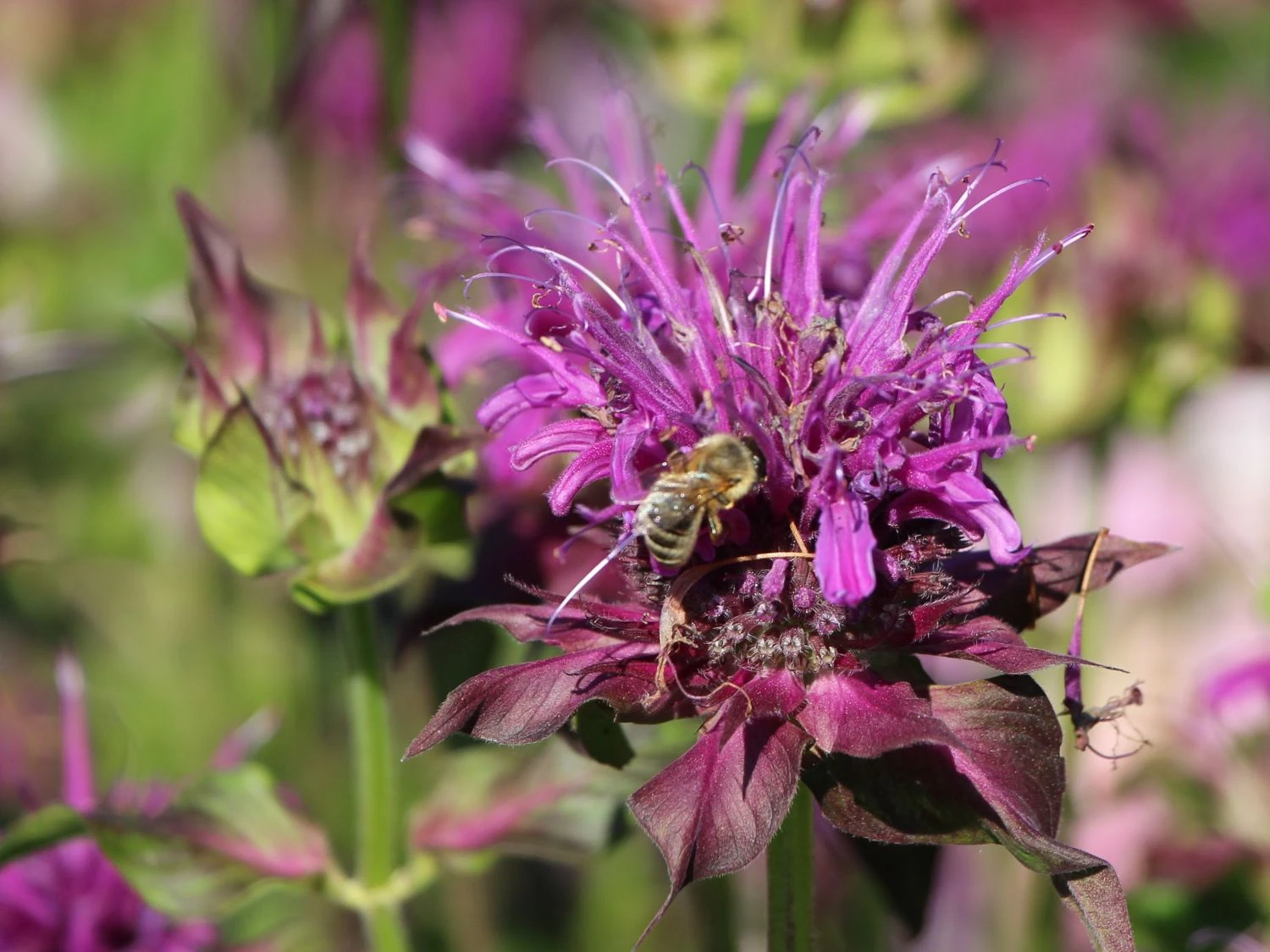 Indianernessel 'Scorpion' 3 Indianernessel 'Scorpion' – Bild 3