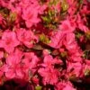 Japanische Azalee 'Allotria'
