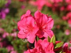 Japanische Azalee 'Allotria' -Edelrosen Geschaft japanische azalee allotria m003374 w 0