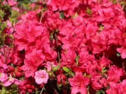 Japanische Azalee 'Allotria' -Edelrosen Geschaft japanische azalee allotria m003374 w 1