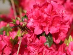 Japanische Azalee 'Allotria' -Edelrosen Geschaft japanische azalee allotria m003374 w 2