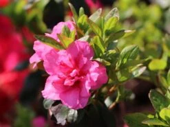 Japanische Azalee 'Babuschka' ® 6 Japanische Azalee 'Babuschka' ® -Edelrosen Geschaft japanische azalee babuschka m004084 w 2