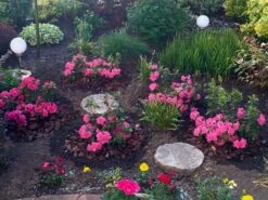 Japanische Azalee Bloom Champion (Pink) 17 Japanische Azalee Bloom Champion (Pink) -Edelrosen Geschaft japanische azalee bloom champion pink m117446 1366266 0