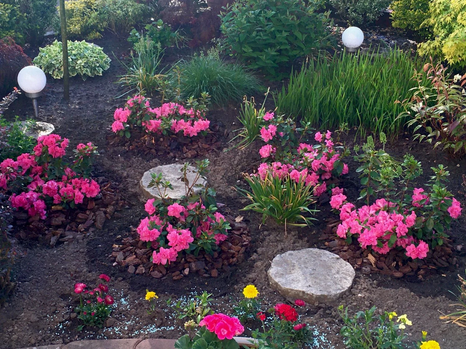 Japanische Azalee Bloom Champion (Pink) 9 Japanische Azalee Bloom Champion (Pink) – Bild 9