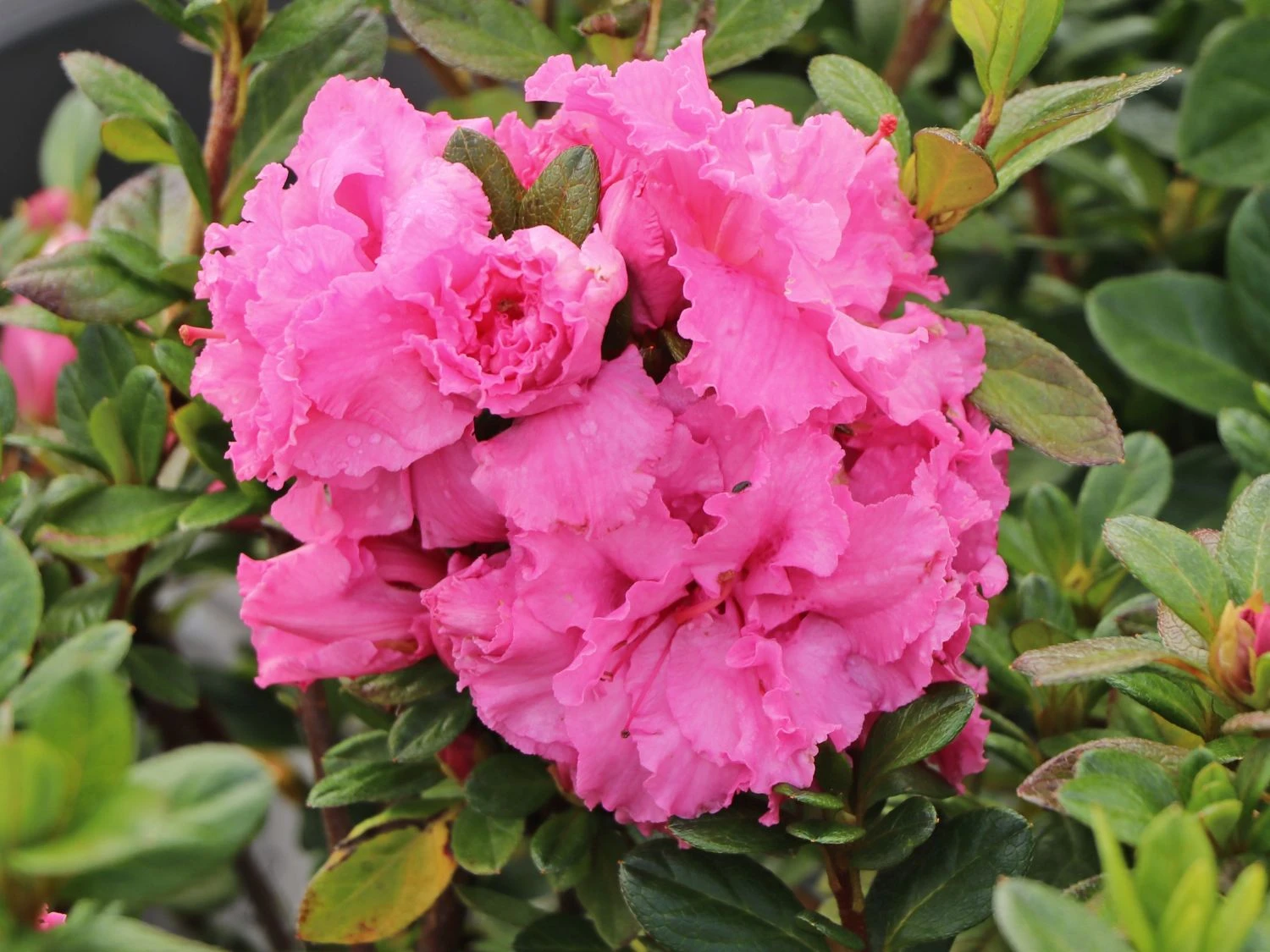 Japanische Azalee Bloom Champion (Pink) 7 Japanische Azalee Bloom Champion (Pink) – Bild 7
