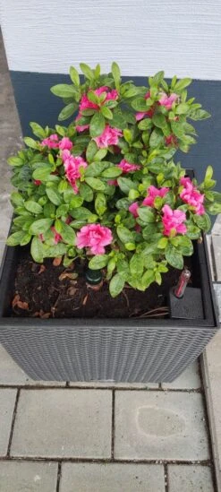 Japanische Azalee Bloom Champion (Purple) 7 Japanische Azalee Bloom Champion (Purple) -Edelrosen Geschaft japanische azalee bloom champion purple m117447 1414879 0