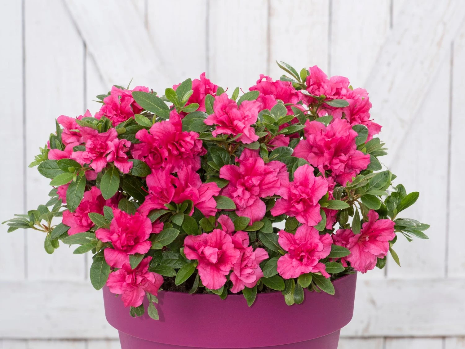 Japanische Azalee Bloom Champion (Purple) 1 Japanische Azalee Bloom Champion (Purple)