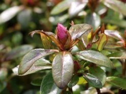 Japanische Azalee Bloom Champion (Purple) 6 Japanische Azalee Bloom Champion (Purple) -Edelrosen Geschaft japanische azalee bloom champion purple m117447 w 1