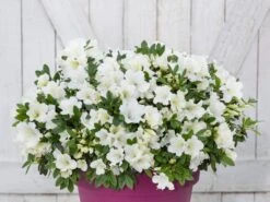 Japanische Azalee Bloom Champion (Weiß) 5 Japanische Azalee Bloom Champion (Weiß) -Edelrosen Geschaft japanische azalee bloom champion weiss m117444 w 0