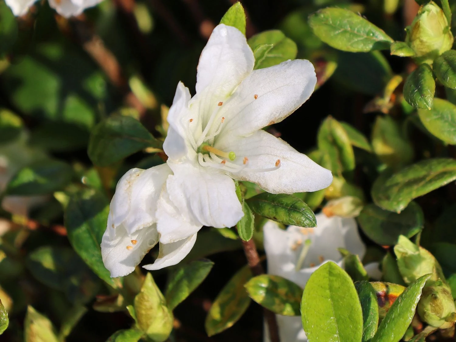 Japanische Azalee Bloom Champion (Weiß) 2 Japanische Azalee Bloom Champion (Weiß) – Bild 2