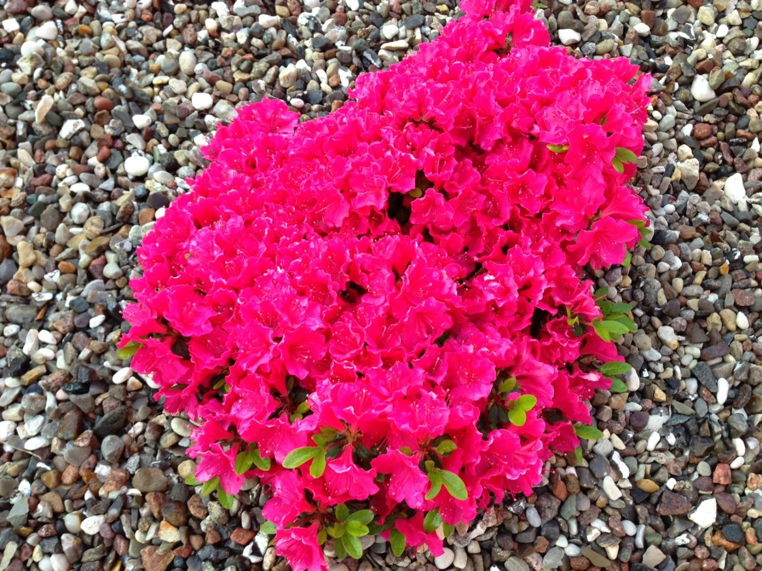 Japanische Azalee 'Canzonetta' 9 Japanische Azalee 'Canzonetta' – Bild 9