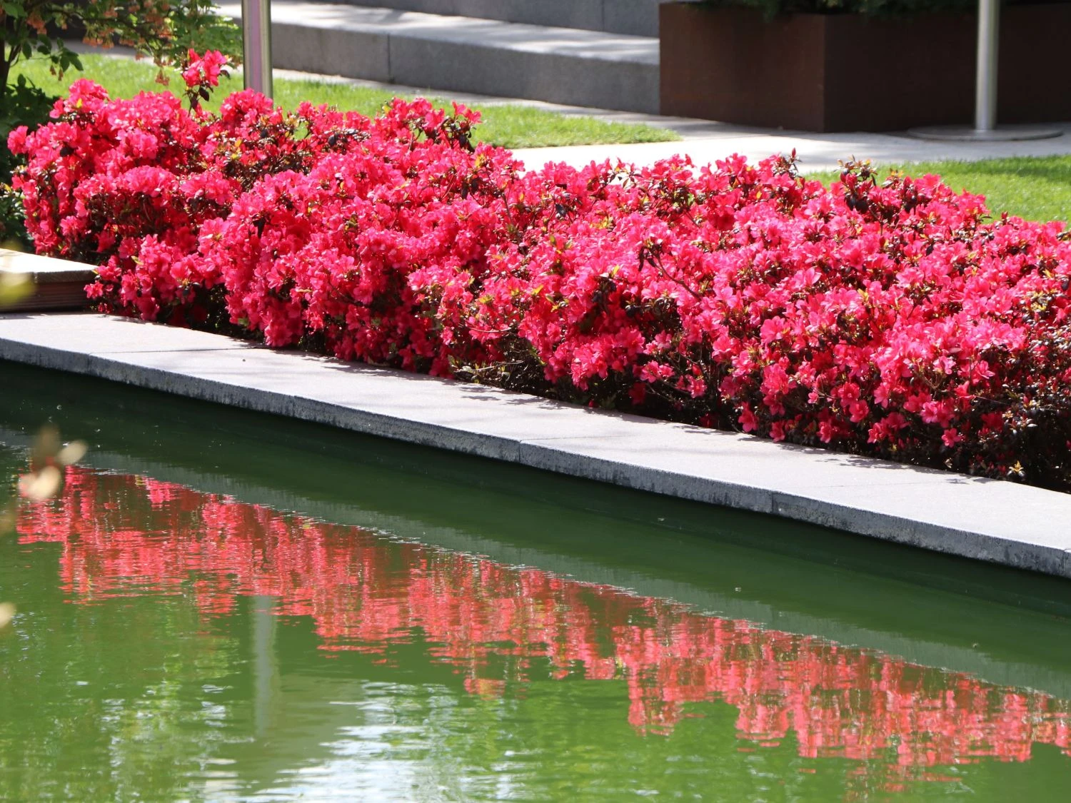 Japanische Azalee 'Canzonetta' 1 Japanische Azalee 'Canzonetta'