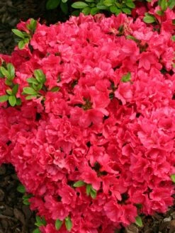 Japanische Azalee 'Canzonetta' 15 Japanische Azalee 'Canzonetta' -Edelrosen Geschaft japanische azalee canzonetta m004092 w 0