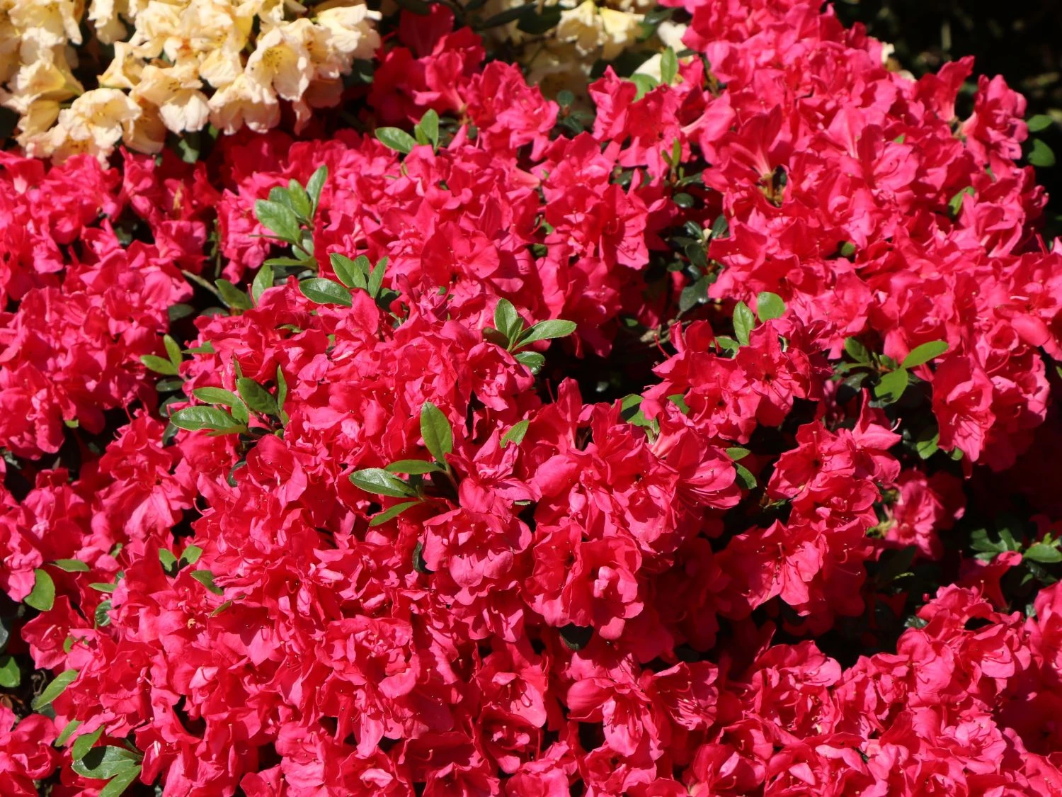 Japanische Azalee 'Canzonetta' 6 Japanische Azalee 'Canzonetta' – Bild 6