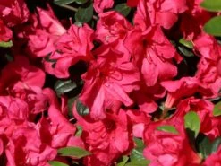 Japanische Azalee 'Canzonetta' 13 Japanische Azalee 'Canzonetta' -Edelrosen Geschaft japanische azalee canzonetta m004092 w 2