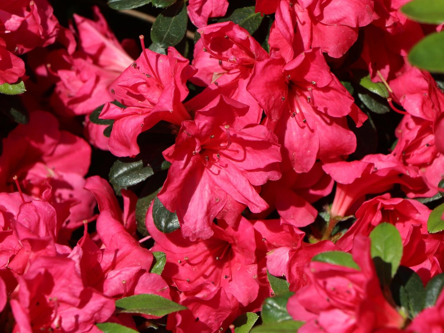 Japanische Azalee 'Canzonetta' 5 Japanische Azalee 'Canzonetta' – Bild 5