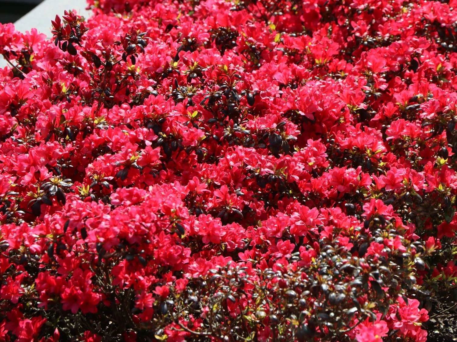 Japanische Azalee 'Canzonetta' 2 Japanische Azalee 'Canzonetta' – Bild 2