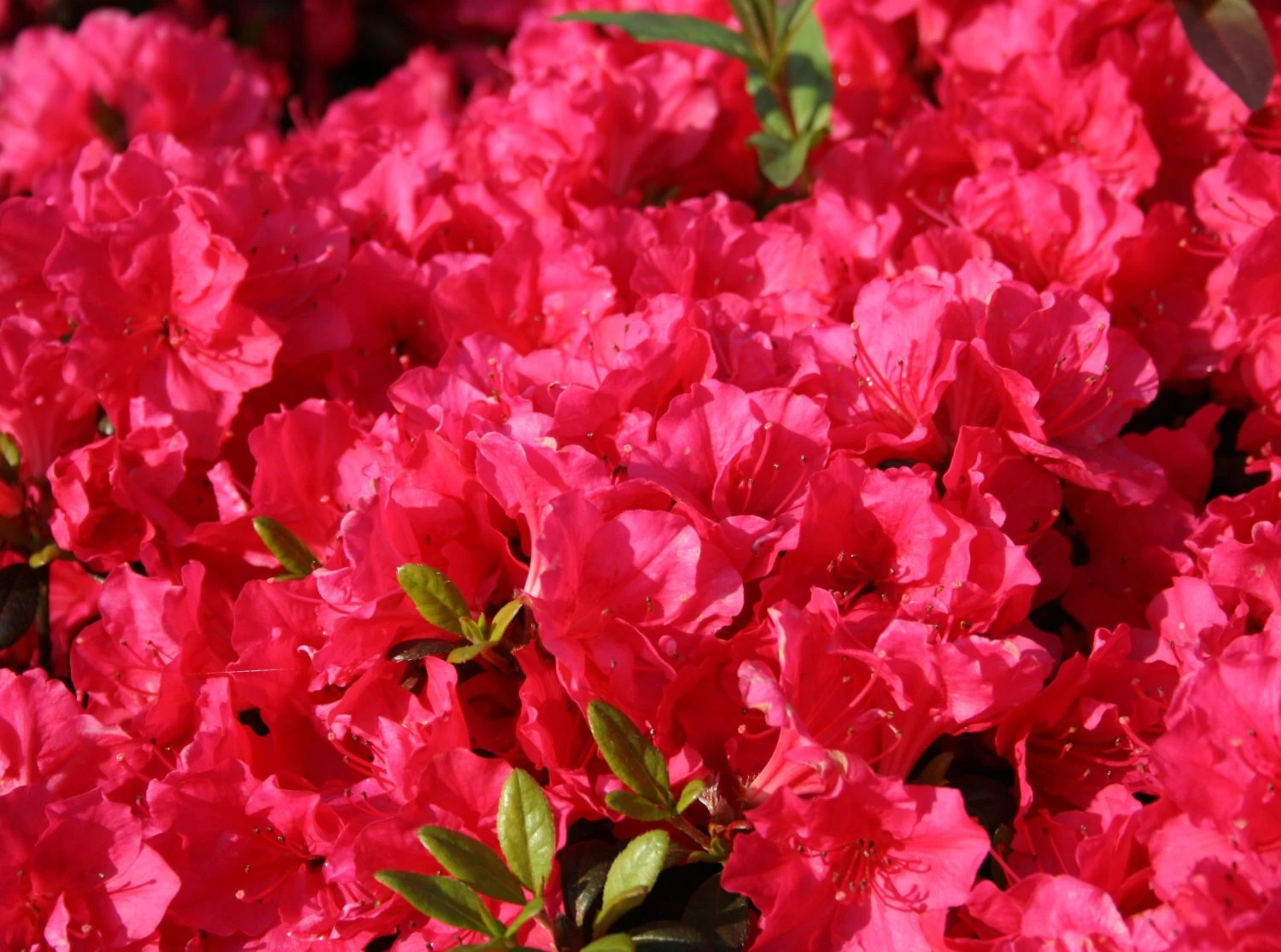 Japanische Azalee 'Canzonetta' 8 Japanische Azalee 'Canzonetta' – Bild 8