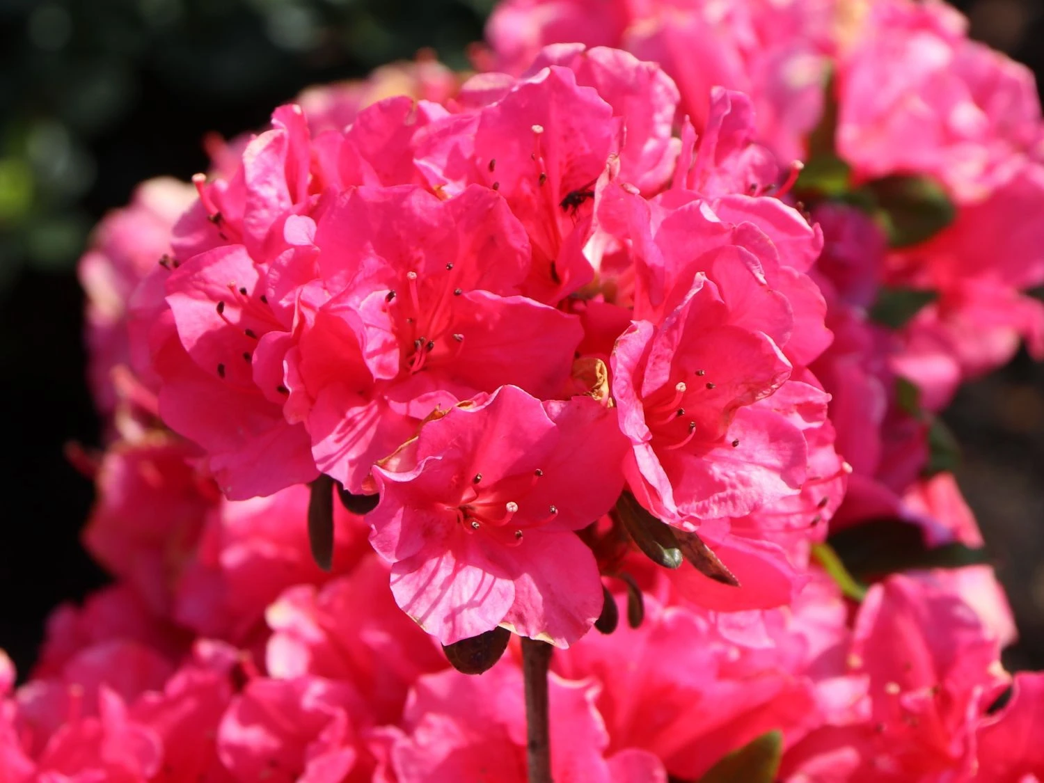 Japanische Azalee 'Canzonetta' 3 Japanische Azalee 'Canzonetta' – Bild 3