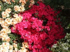 Japanische Azalee 'Canzonetta' 12 Japanische Azalee 'Canzonetta' -Edelrosen Geschaft japanische azalee canzonetta m004092 w 6