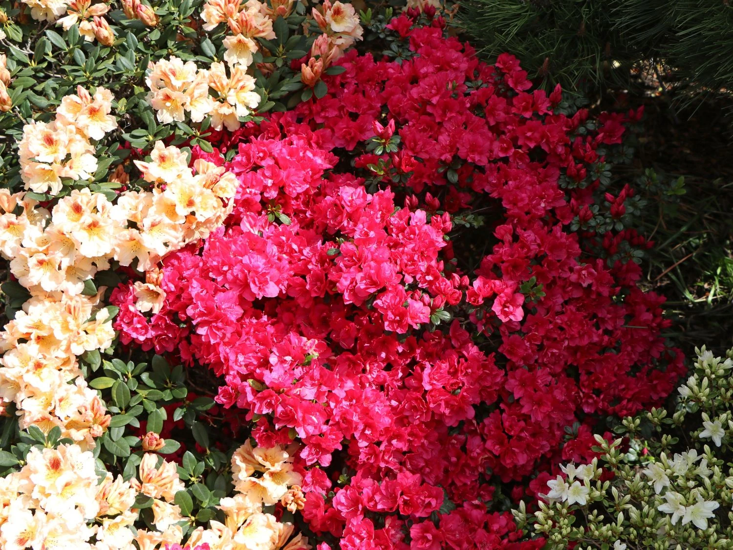 Japanische Azalee 'Canzonetta' 4 Japanische Azalee 'Canzonetta' – Bild 4