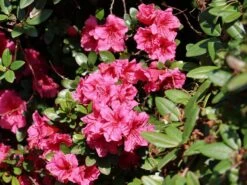 Japanische Azalee 'Chipmunk'