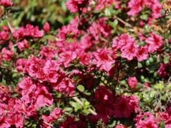 Japanische Azalee 'Chipmunk' -Edelrosen Geschaft japanische azalee chipmunk m006914 w 1