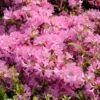Japanische Azalee 'Diamant Rosa' ®