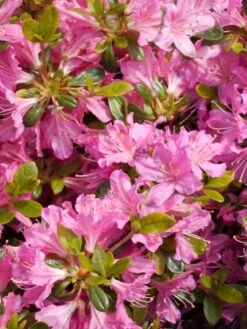 Japanische Azalee 'Diamant Rosa' ® -Edelrosen Geschaft japanische azalee diamant rosa m003376 w 1