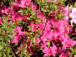 Japanische Azalee 'Diamant Rot' ® -Edelrosen Geschaft japanische azalee diamant rot m003378 w 0