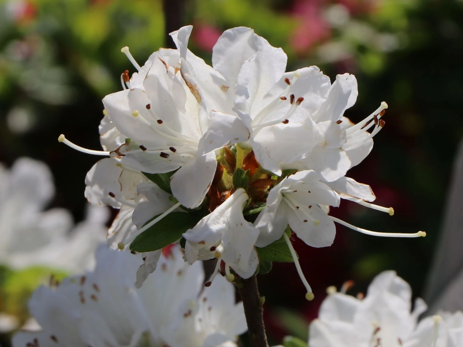 Japanische Azalee 'Diamant Weiß' 2 Japanische Azalee 'Diamant Weiß' – Bild 2