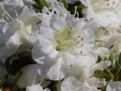 Japanische Azalee 'Eisprinzessin' -Edelrosen Geschaft japanische azalee eisprinzessin m006896 w 2