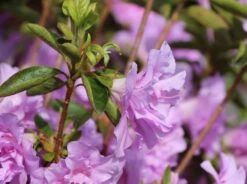 Japanische Azalee 'Elsie Lee' -Edelrosen Geschaft japanische azalee elsie lee m004102 w 0