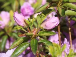 Japanische Azalee 'Elsie Lee' -Edelrosen Geschaft japanische azalee elsie lee m004102 w 1