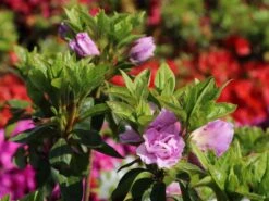 Japanische Azalee 'Elsie Lee' -Edelrosen Geschaft japanische azalee elsie lee m004102 w 3