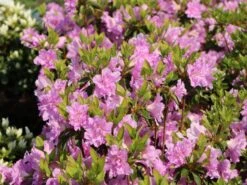 Japanische Azalee 'Elsie Lee' -Edelrosen Geschaft japanische azalee elsie lee m004102 w 4